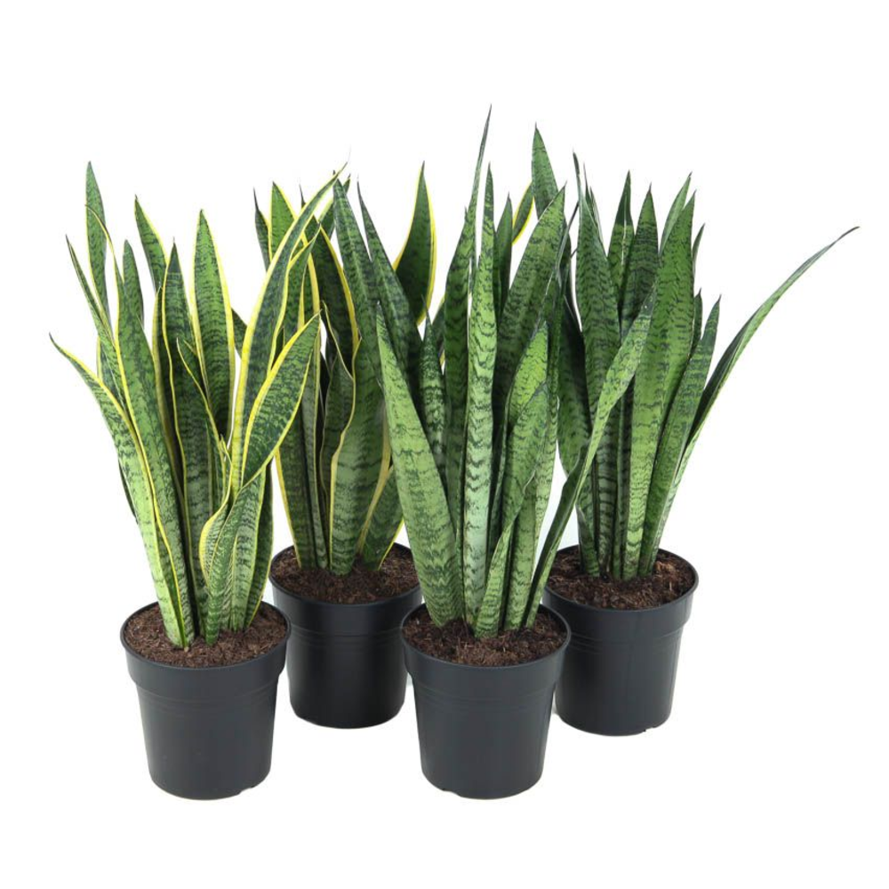 Mix Sansevieria p21.