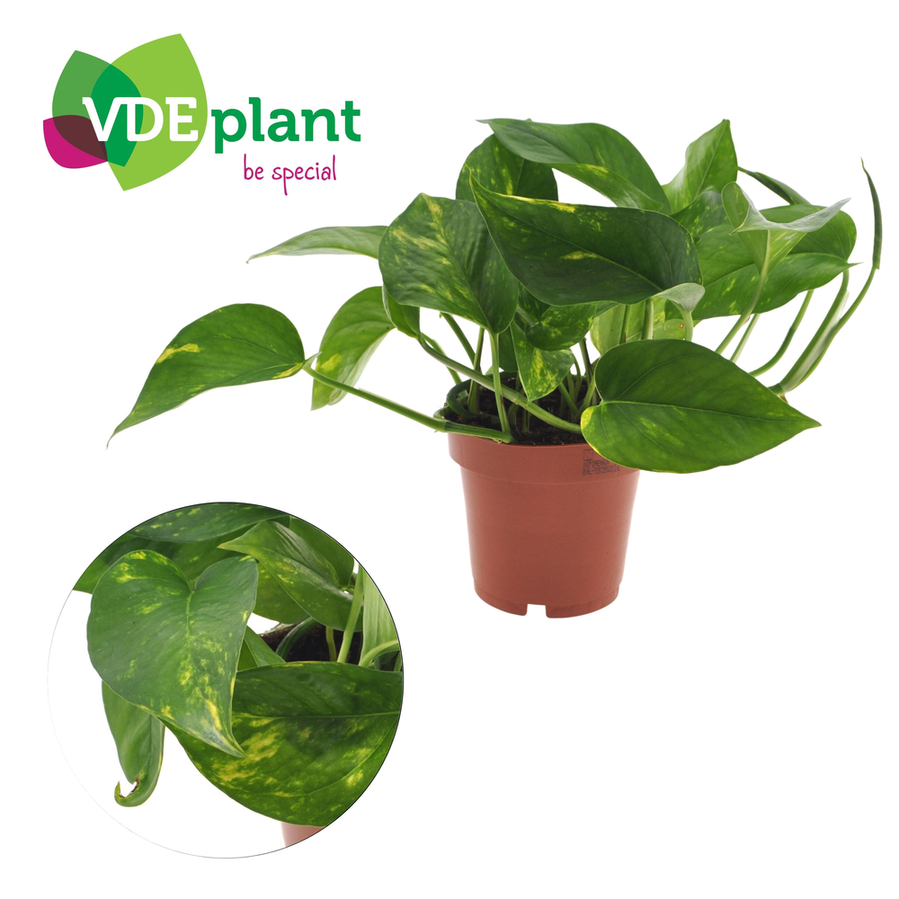 Epipremnum Aureum 12cm.