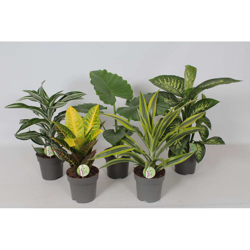 Groen mix (Dieff, Cod. Petra, Drac.).