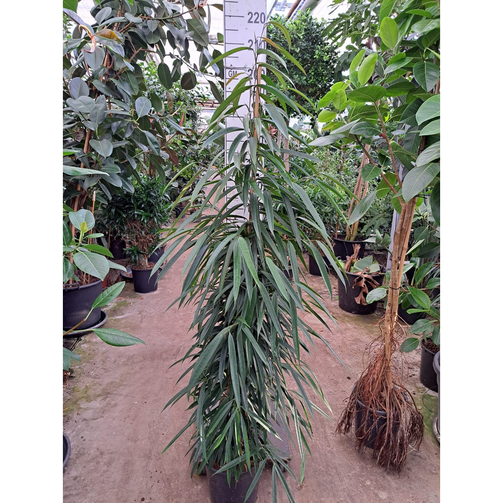 Ficus Alii piramide 210.