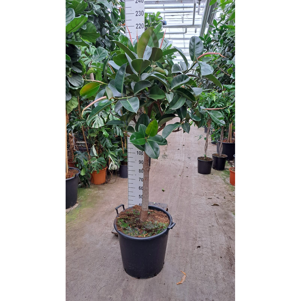 Robusta dikke stam 210.