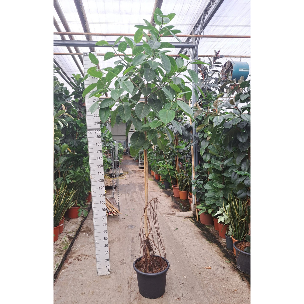 Ficus Altissima stam 300.