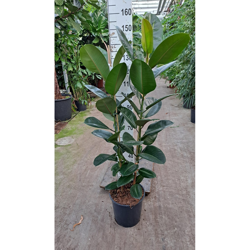 Ficus robusta 2 toef 140.
