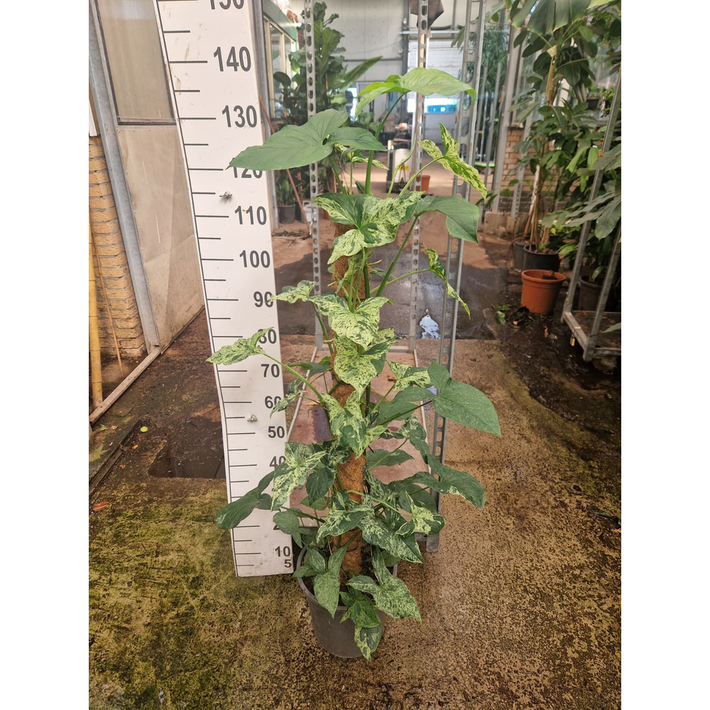 Syngonium Mottled Mojito mosstok 120.