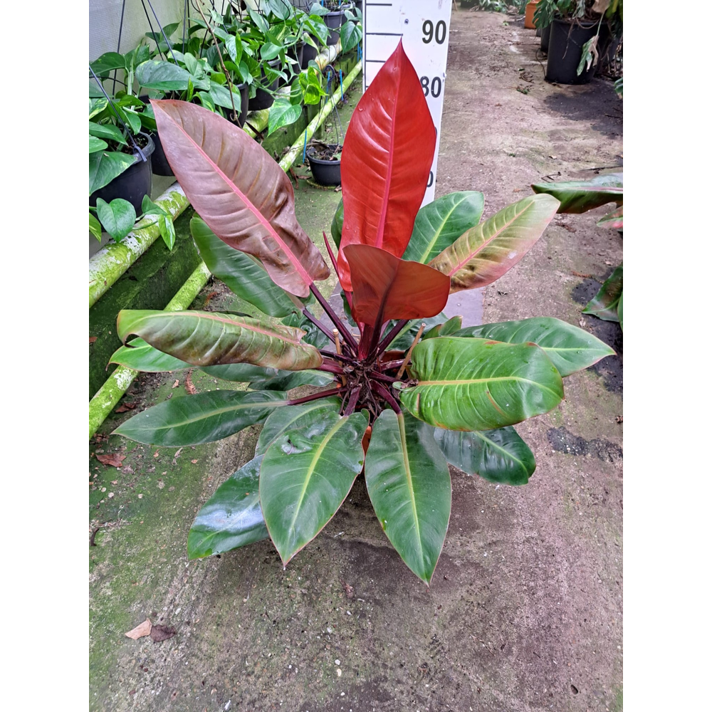 Philodendron 'Prince of Orange'.