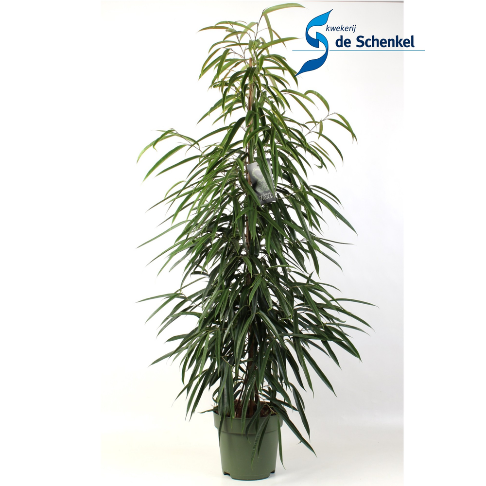 Ficus binnendijkii Alii.