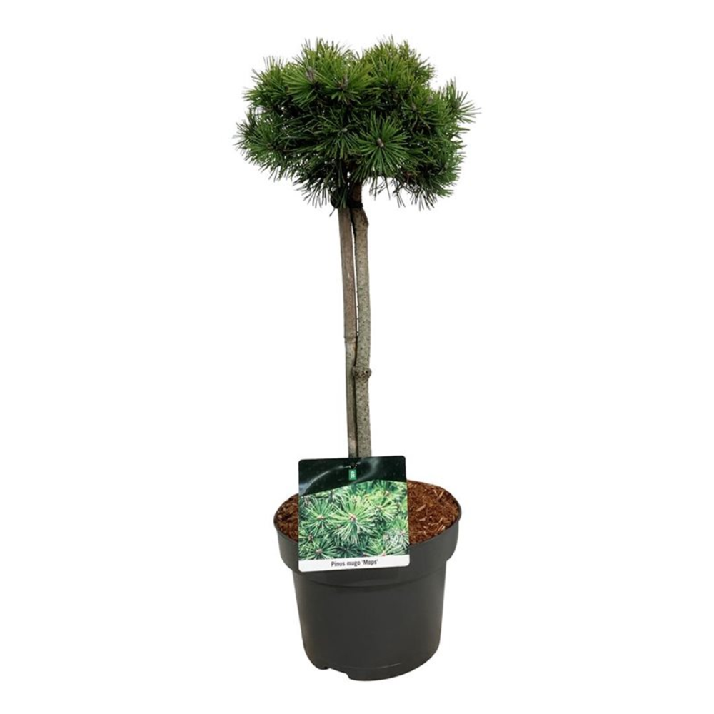 Pinus mugo 'Mops'.