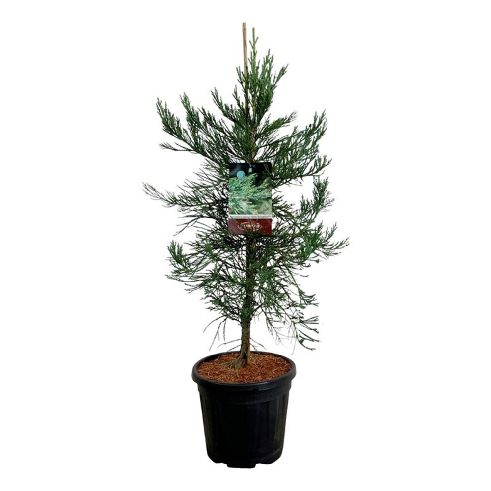 Sequoiadendron g. 'H. Mammoth One'.