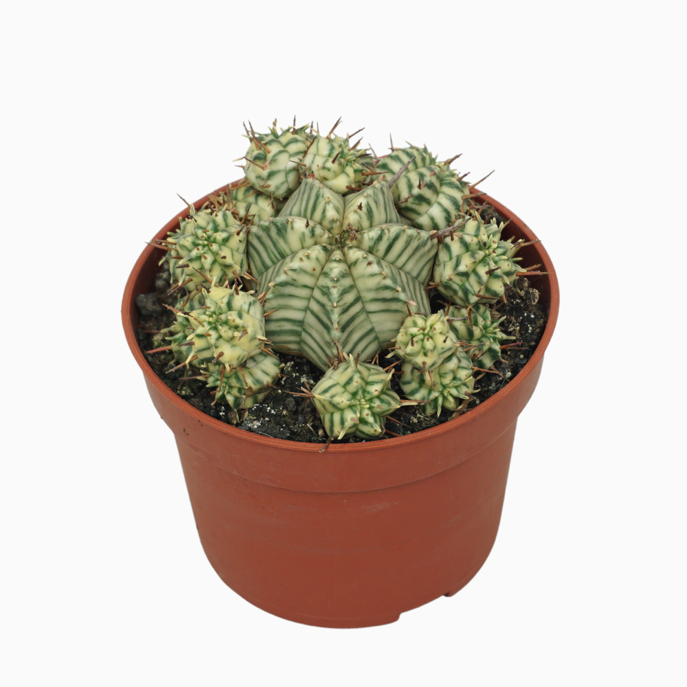 Euphorbia meloformis variegata 10,5 cm.