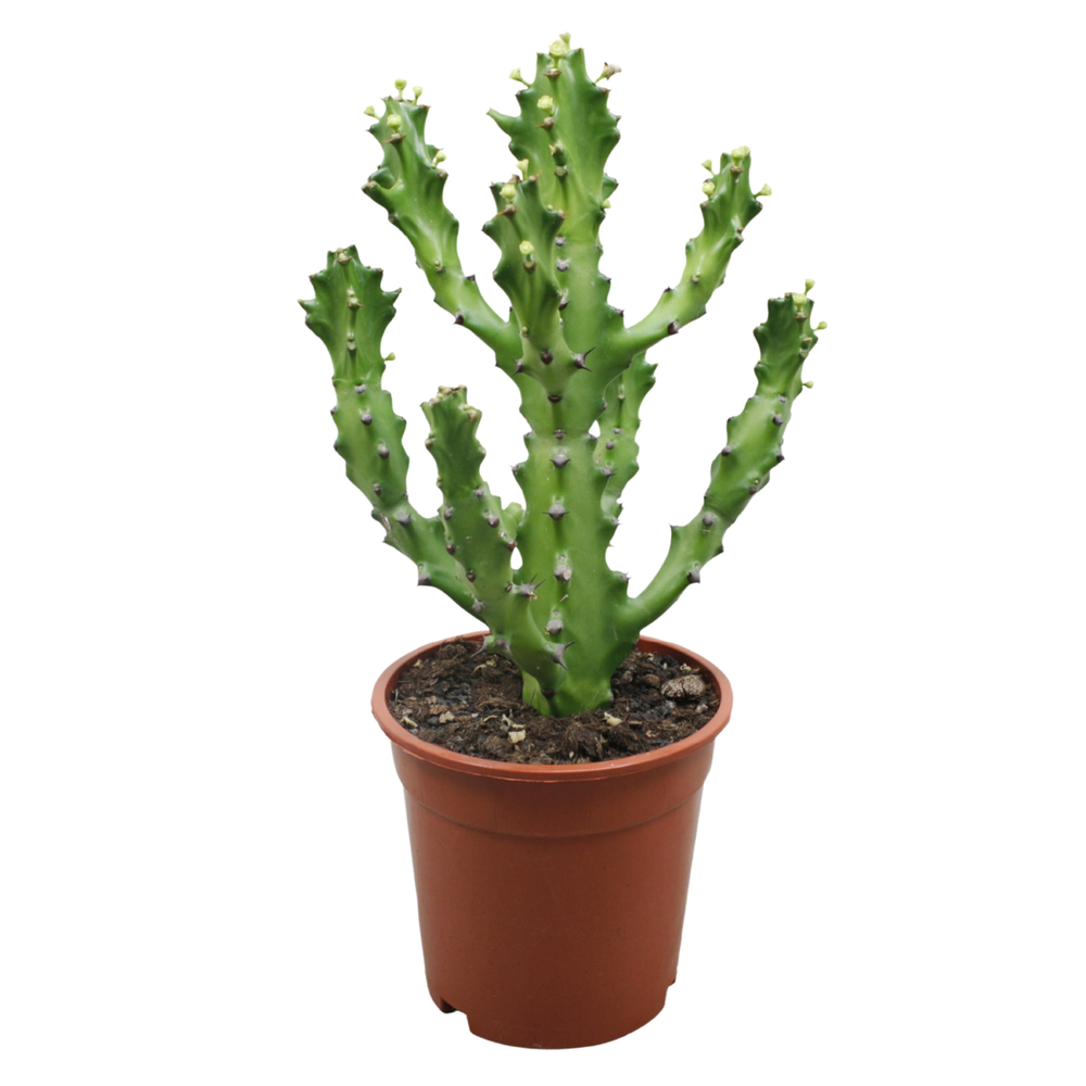 Euphorbia maurentania 17 cm.