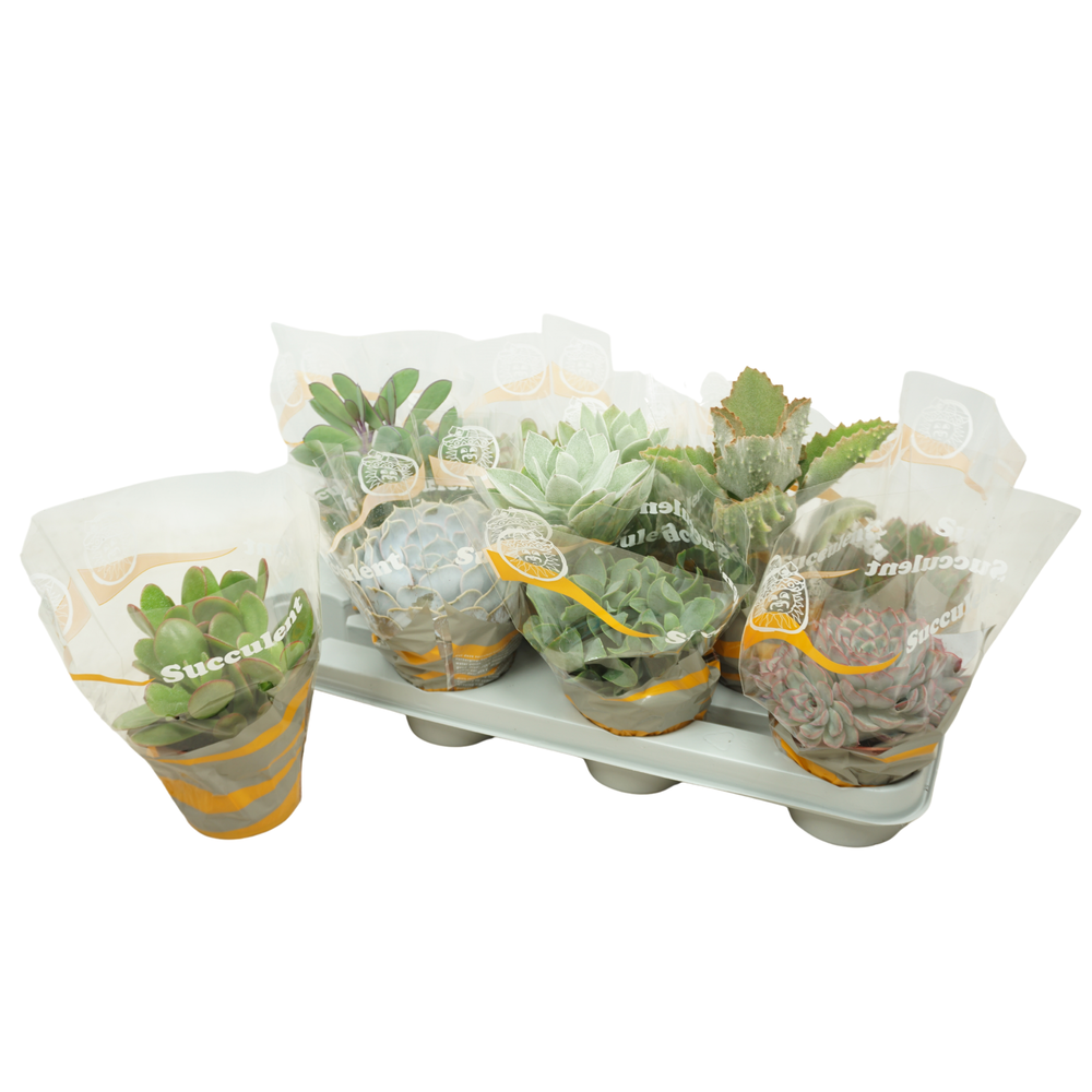 Succulenten mix 10,5 cm in succulent hoes.