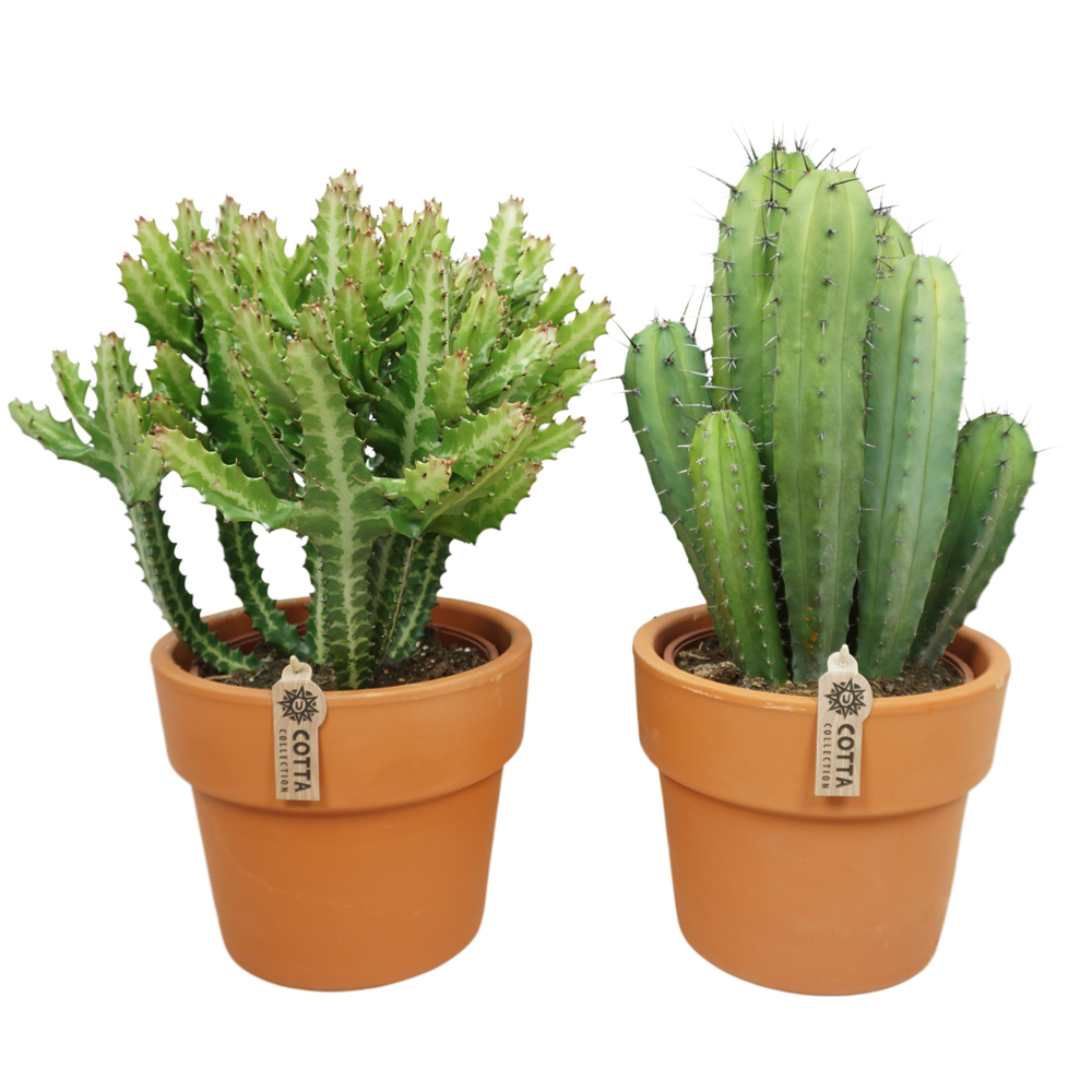 Cactus mix in 25 cm 'Terracotta Kraagpot'.