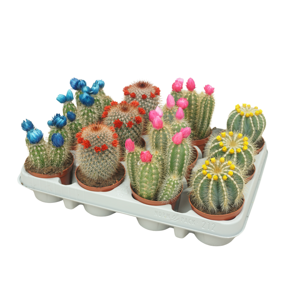 Pd mix Cactus 8,5 cm met strobloem in 212 fust.
