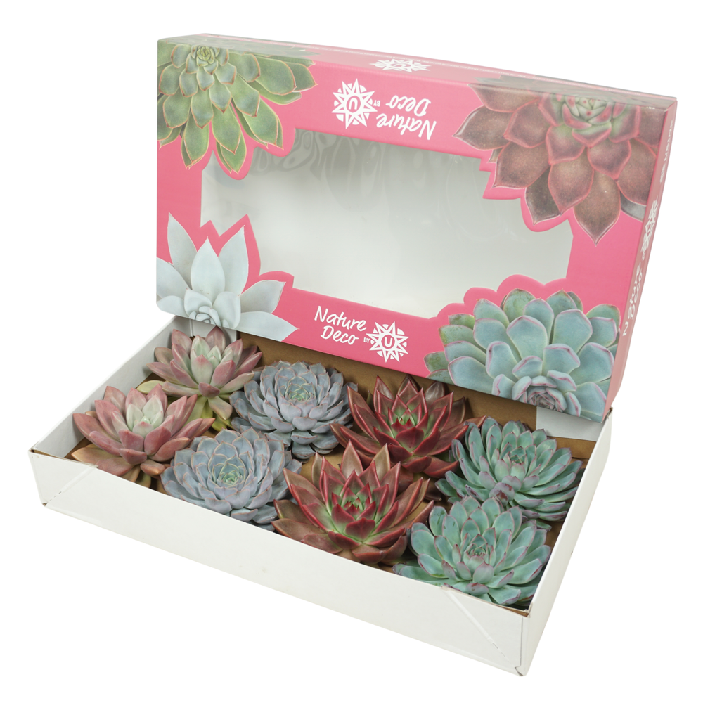 Gesneden Echeveria mix 13-14 cm Nature deco.