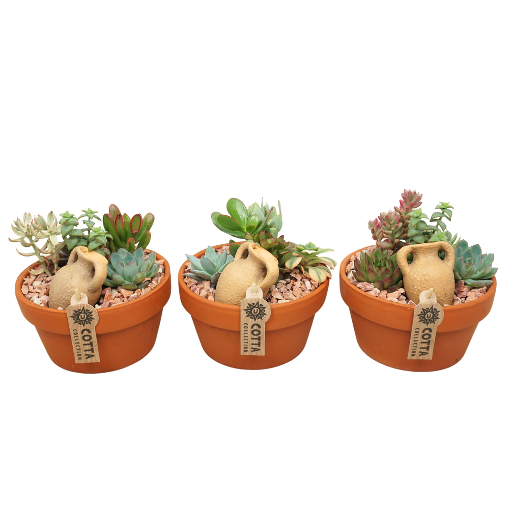 Succulent arrangement in 17 cm 'Terracotta Schaal'.