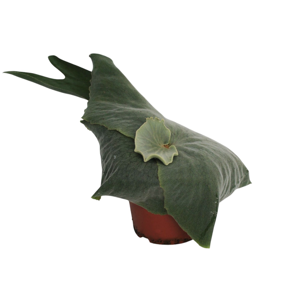 Platycerium Superbum (Giant Staghorn) - halfwas.