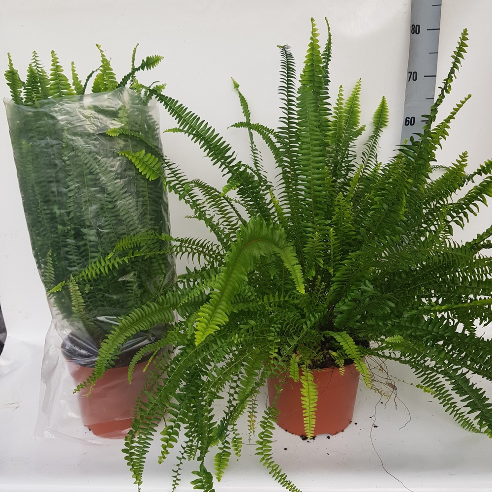 Nephrolepis Green Lady MET hoes.