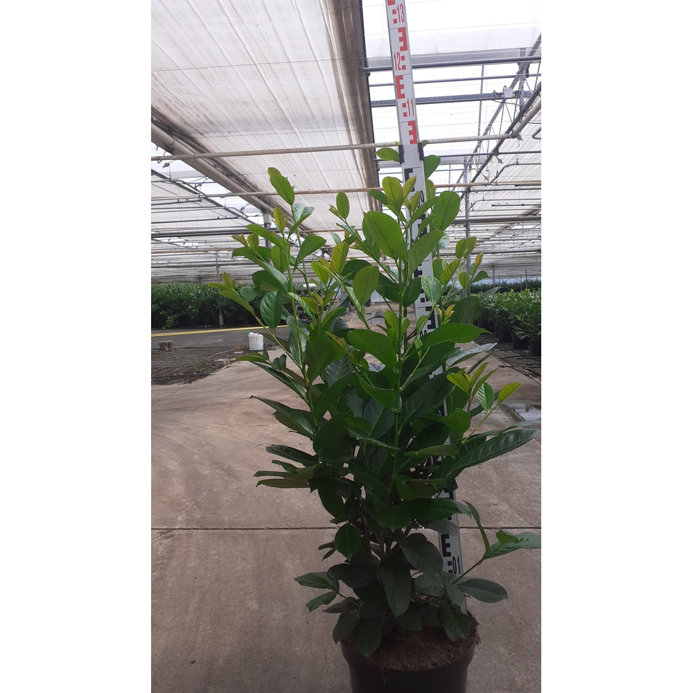 Prunus laurocerasus 'Etna'®.