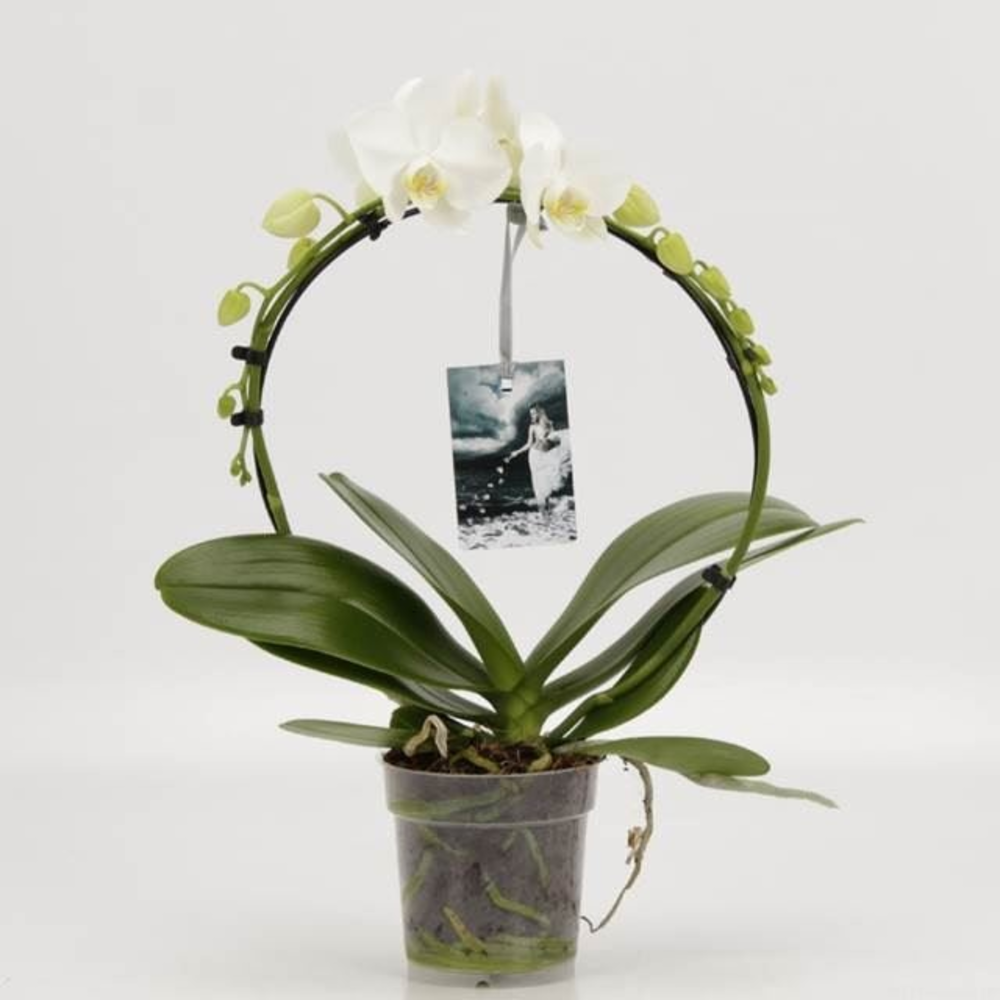 Phalaenopsis overig Rondella Wit Goddess.