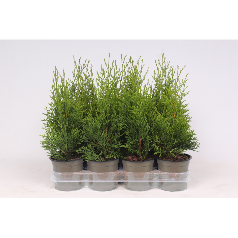 Thuja occidentalis 'Smaragd'.