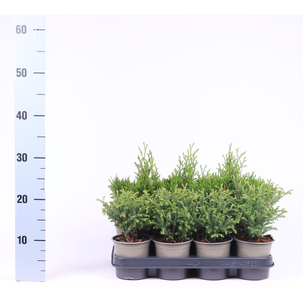 Thuja gemengde bak.