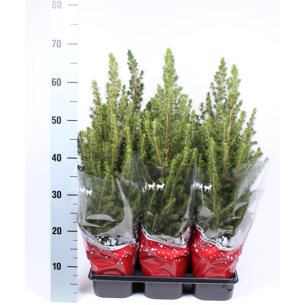 Picea glauca 'Conica' rode hoes.