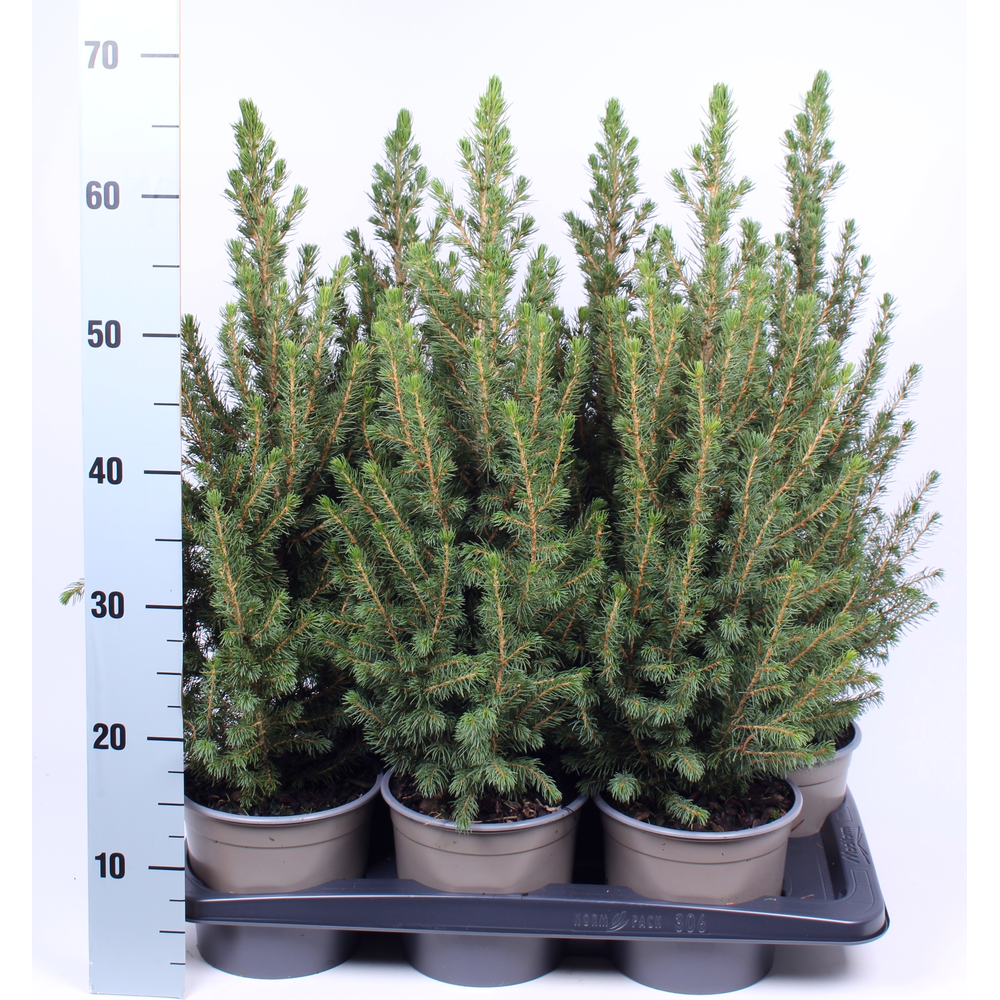 Picea glauca 'Conica'.
