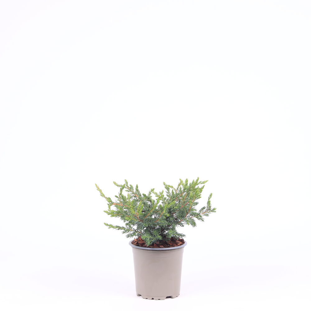 Juniperus communis 'Repanda'.