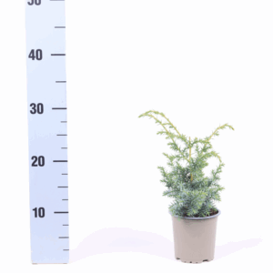 Juniperus chinensis 'Blue Alps'.