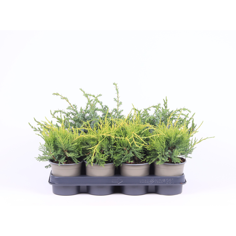 Juniperus gemengde bak.