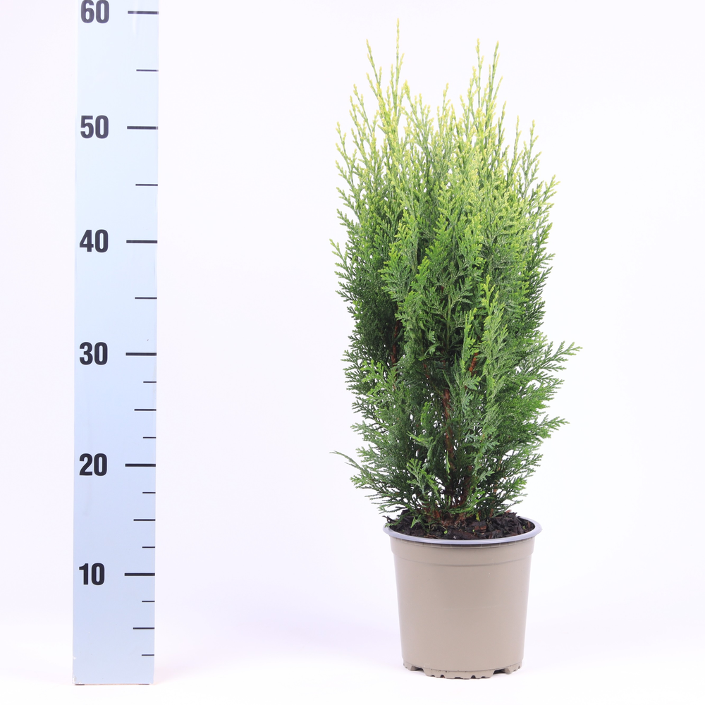 Chamaecyparis lawsoniana 'White Spot'.