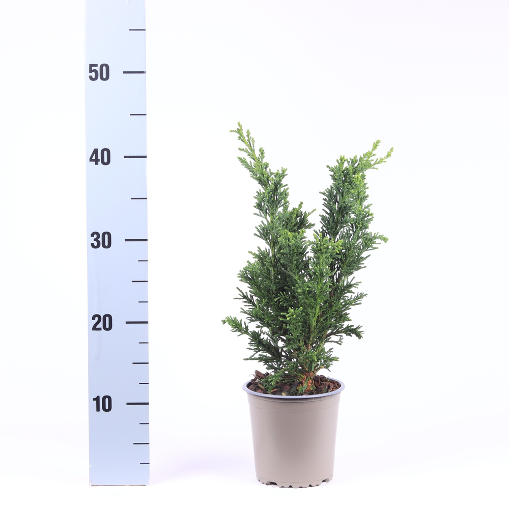 Chamaecyparis obtusa 'Draht'.