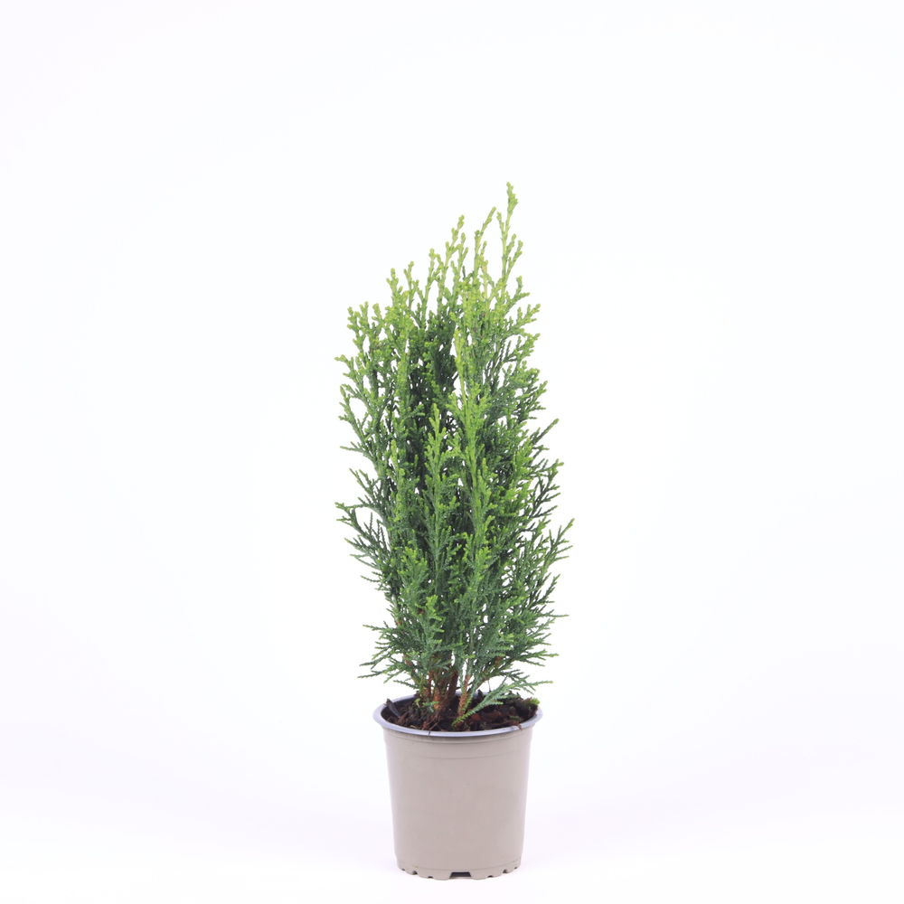Chamaecyparis lawsoniana 'Robusta'.
