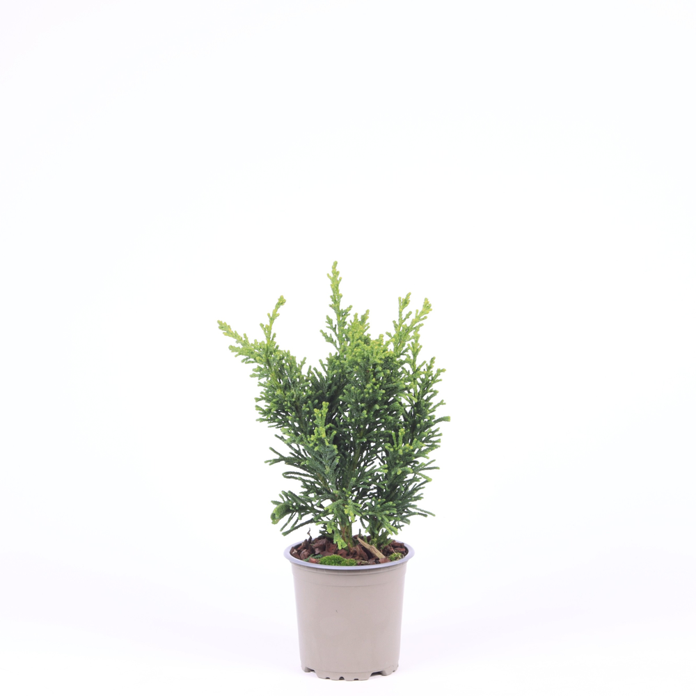 Chamaecyparis obtusa 'Draht'.