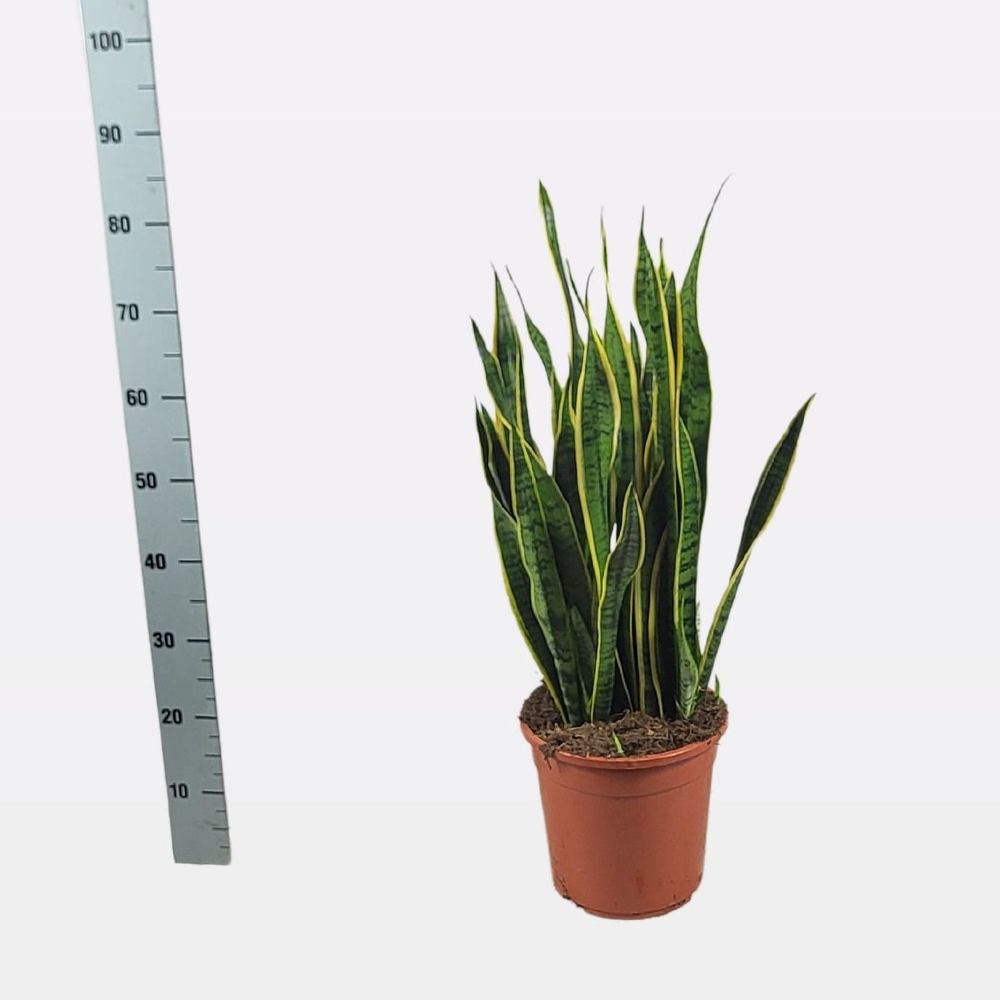 Sansevieria trifasciata 'Laurentii' 80cm.