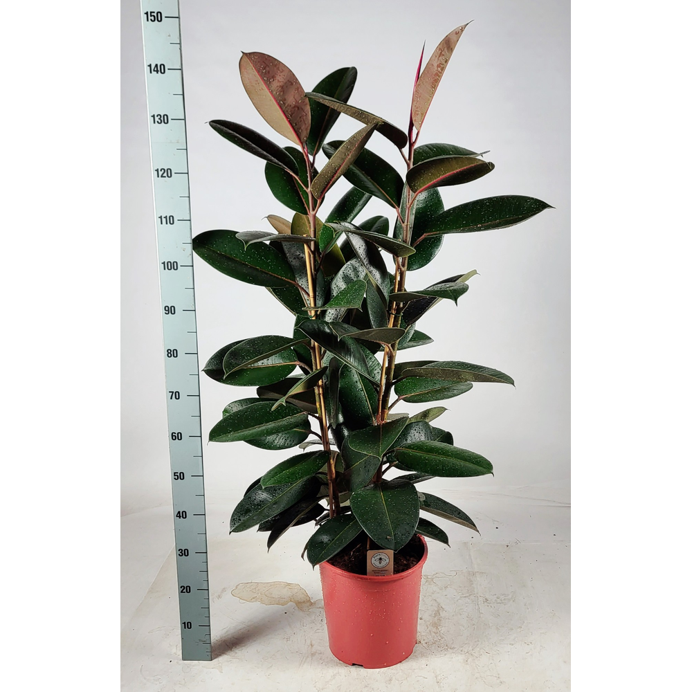 Ficus elastica 'Abidjan' Toef 130cm.