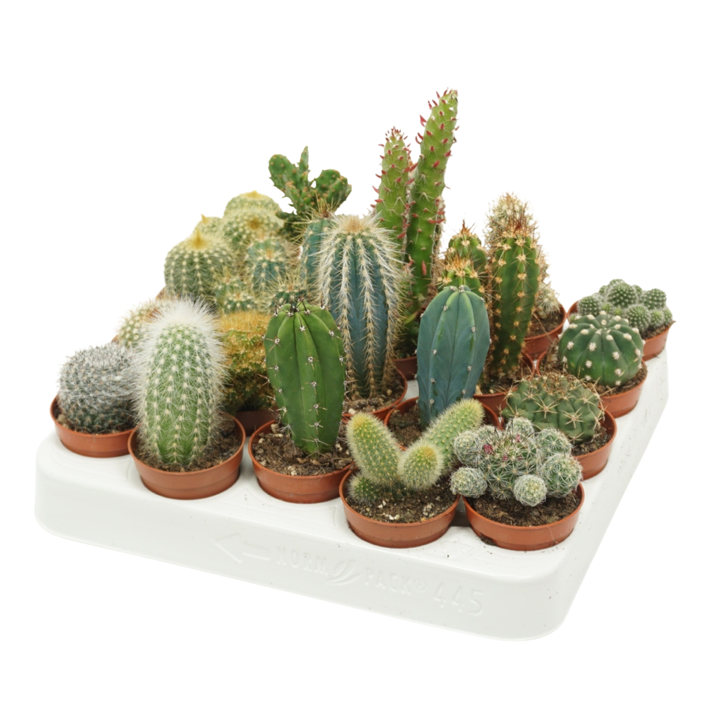 Volle kar cactus mix 5,5 cm.