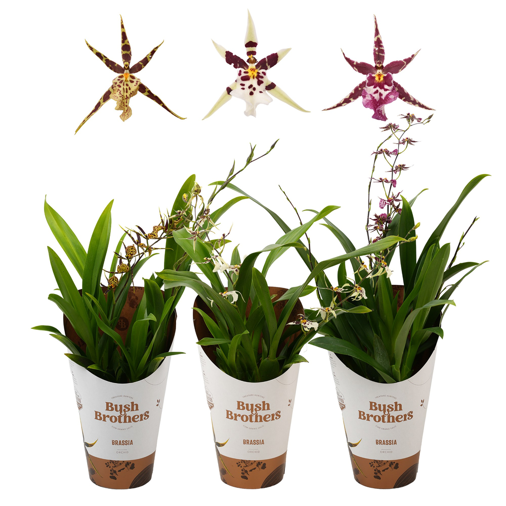 Titanium 2 tak lang 12 cm.