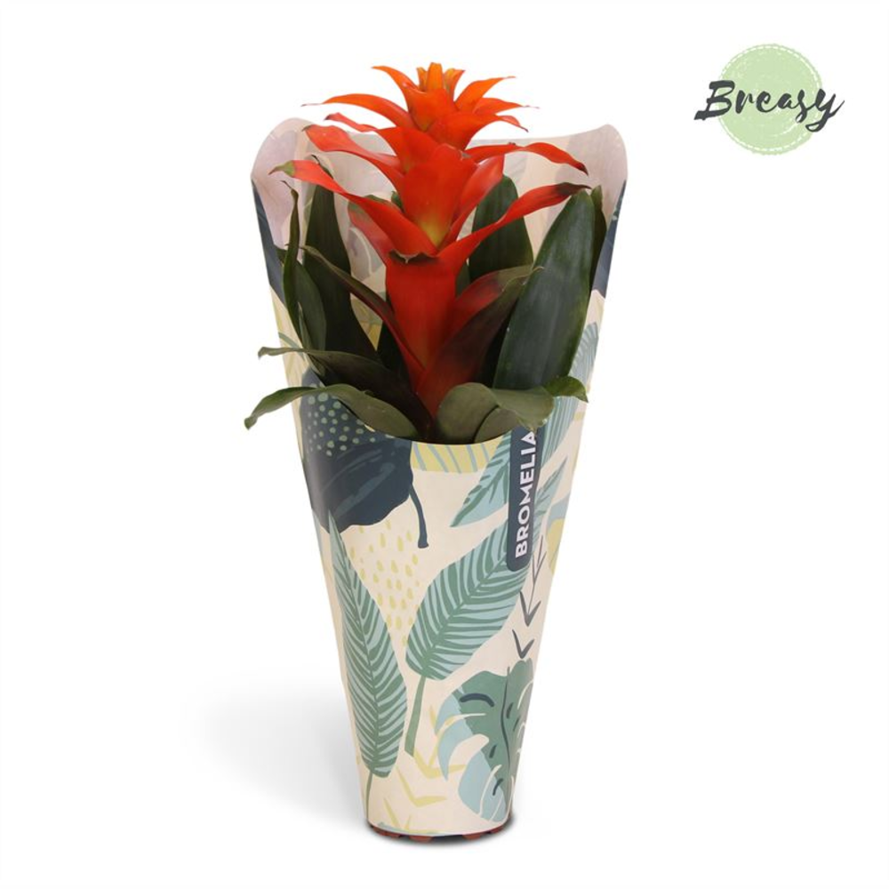 Guzmania Fiero Orange Jungle kraft.