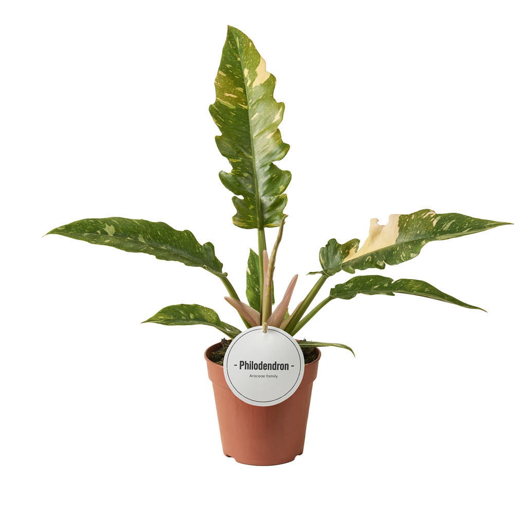 Philodendron Ring Of Fire.