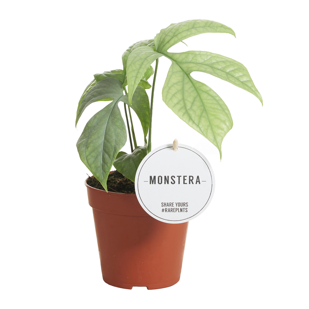 Monstera Amydrium Medium Silver.