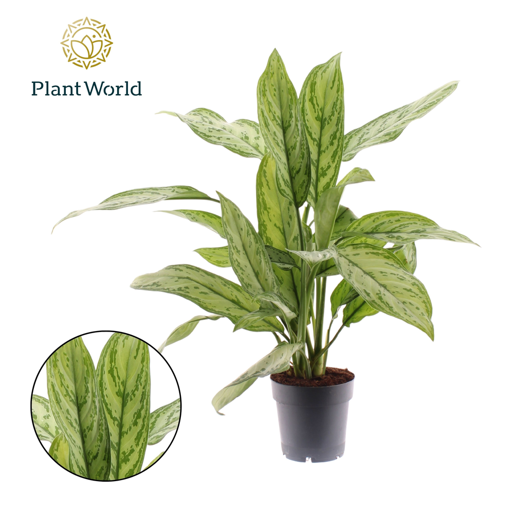 Aglaonema Silver Queen.