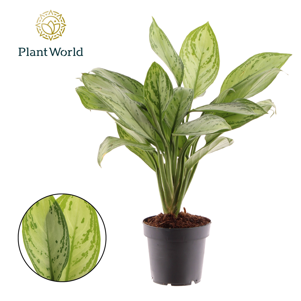 Aglaonema Maria Christina (Decorum).