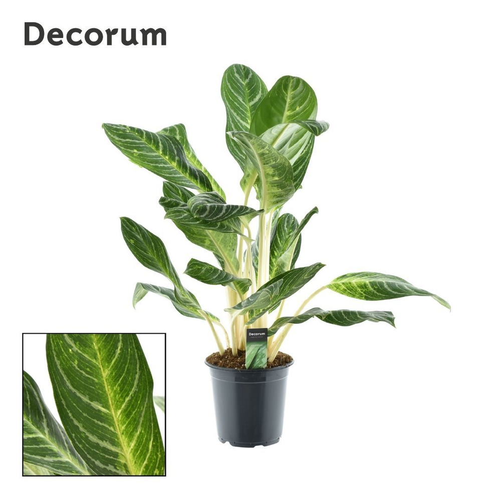 Aglaonema Keylime.