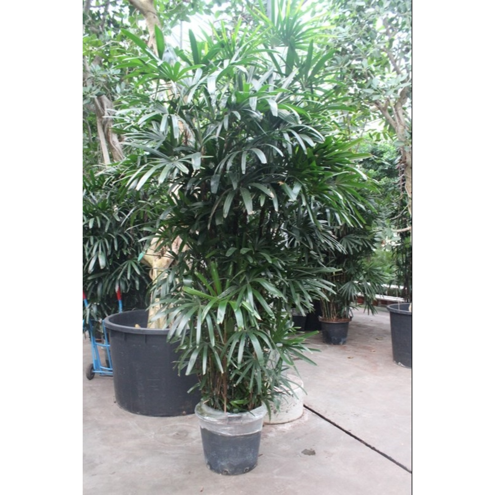 Rhapis excelsa.