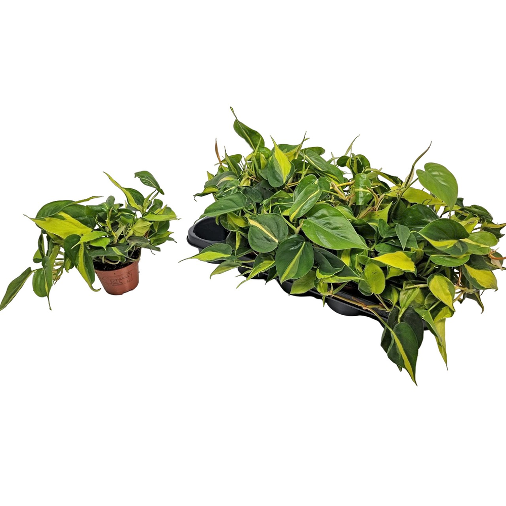 Philodendron Brasil.