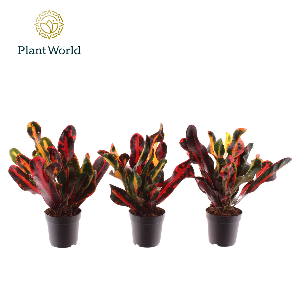 Croton Mammi kopstek 7 cm.