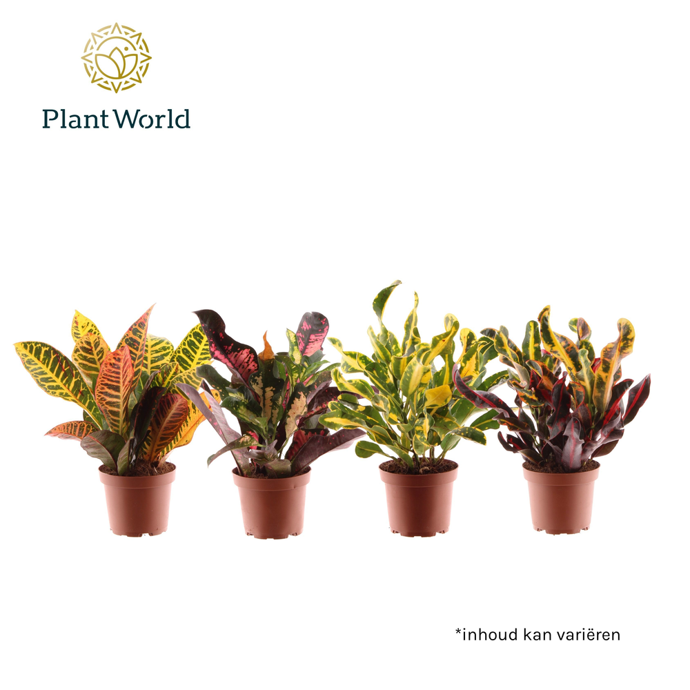 Croton kopstek 3-5 pp gemengd.