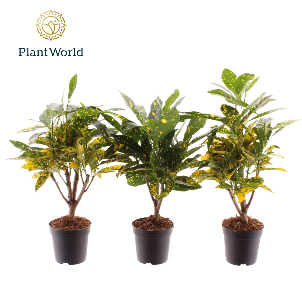 Croton Gold Dust stam 7 cm (Decorum).
