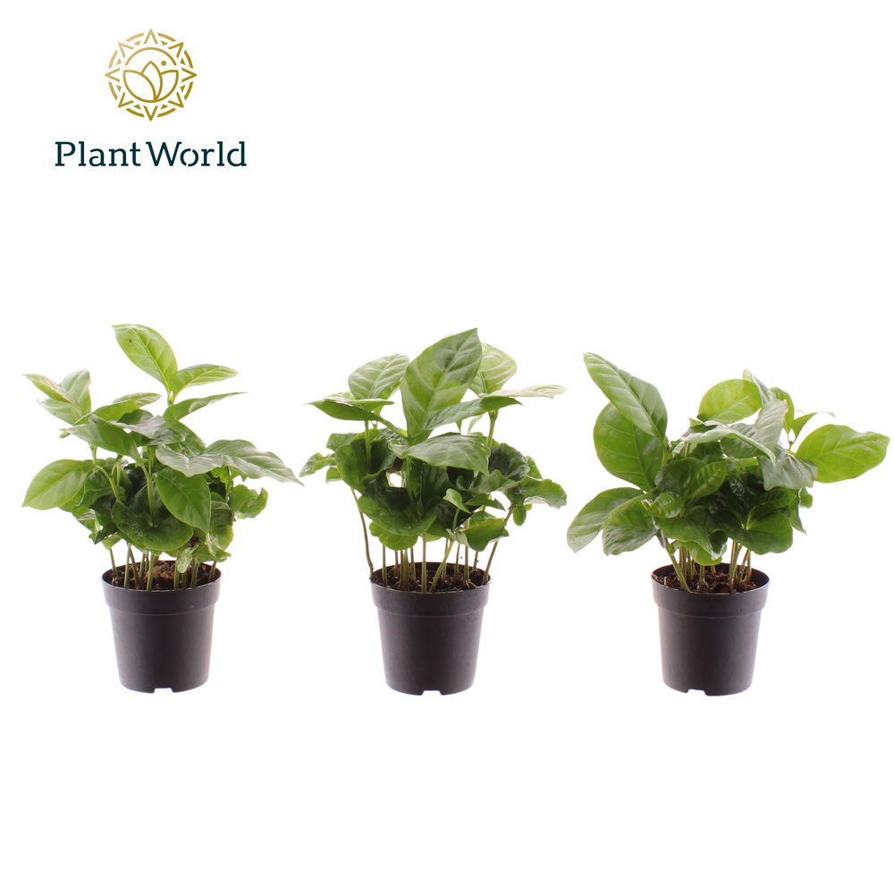 Coffea Arabica 7 cm.